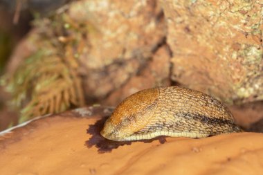 Dusky arion, Arion subfuscus on artist conk, Ganoderma applanatum
