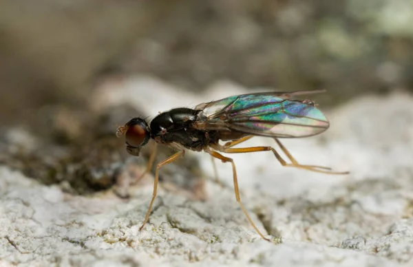 Strongylophthalmyia Ustulata Corteza Álamo Macro Foto —  Fotos de Stock