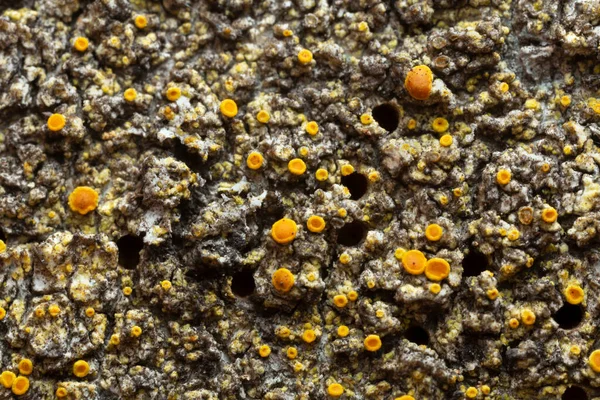 진균류를 사용하여 아스팔트 껍질에 곤충을 구멍들 — 스톡 사진