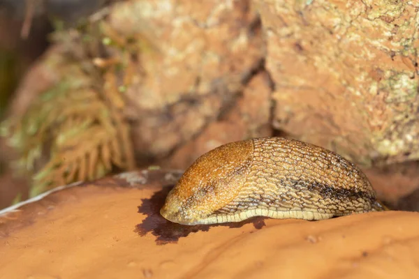 Dusky arion, Arion subfuscus on artist conk, Ganoderma applanatum