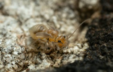 Ağaç kabuğunda kitap bitleri, büyütülmüş makro fotoğraflar.