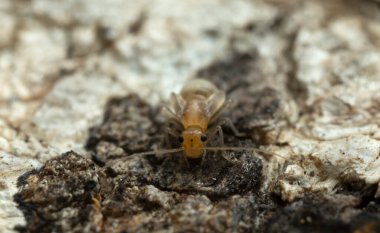 Ağaç kabuğunda kitap bitleri, büyütülmüş makro fotoğraflar.