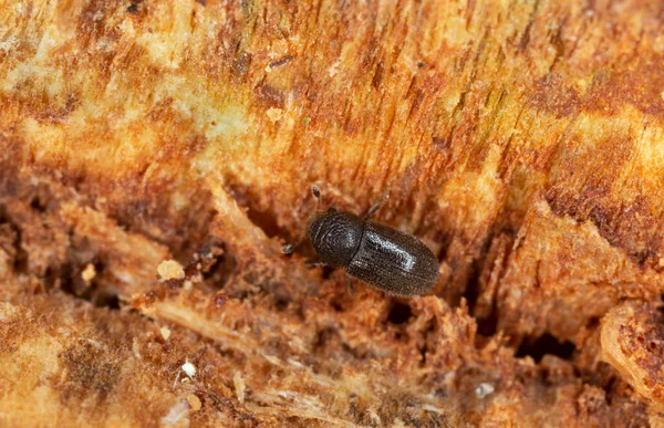 Escarabajo Corteza Trypophloeus Binodulus Sobre Madera Álamo Fotografiado Con Gran — Foto de Stock