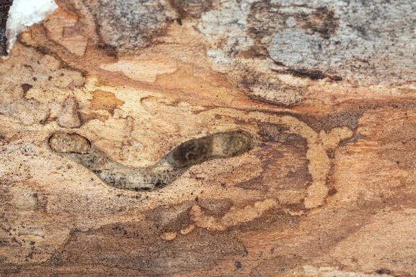Gri Kaplan Uzun Boynuzlu Böcek Xylotrechus Rusticus Tan Sonra Larva — Stok fotoğraf