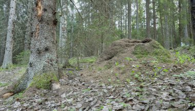 Platydracus Fulvipes beyaz arka planda izole edilmiş. Bu böcek bir yırtıcı..