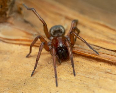 Fare örümcek, Scotophaeus tahtada, makro fotoğraf