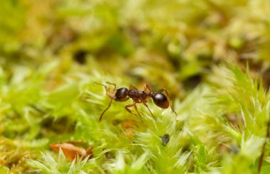 Yay kuyruklu Myrmica Karınca