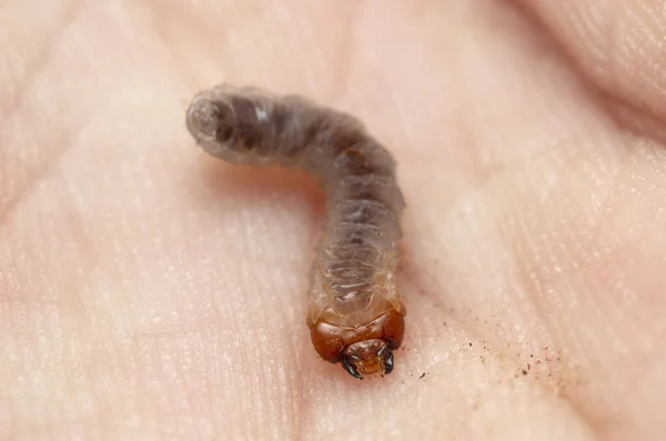 Longhorn Beetle Larva Hand Insect Can Found Wood — ストック写真