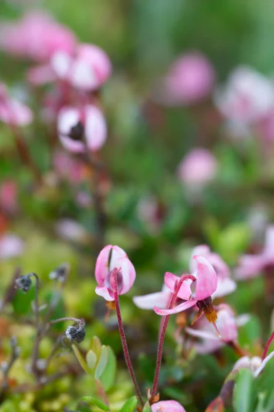 Closeup Cranberry Blossom Vaccinium Oxycoccus Plant Can Found Wet Environments — Stockfoto