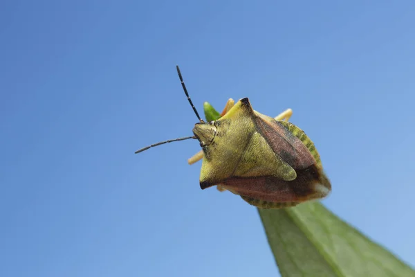 Platydracus Fulvipes Isolado Sobre Fundo Branco Este Besouro Predador — Fotografia de Stock