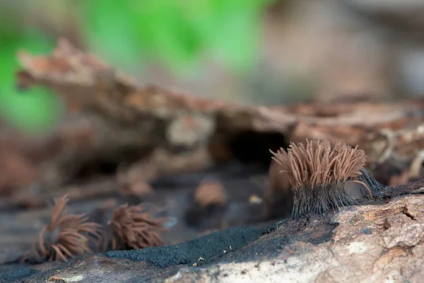 Platydracus Fulvipes Isolado Sobre Fundo Branco Este Besouro Predador — Fotografia de Stock