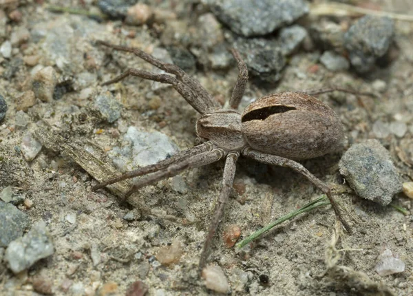 Обыкновенный Крабовый Паук Thanatus Formicinus Земле — стоковое фото