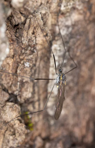 Platydracus Fulvipes 배경에 분리되어 딱정벌레는 동물이다 — 스톡 사진