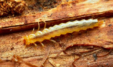 Platydracus Fulvipes beyaz arka planda izole edilmiş. Bu böcek bir yırtıcı..