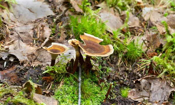 Tigeraugen Pilz Coltricia Perennis Wächst Natürlicher Umgebung Horizontale Zusammensetzung — Stockfoto