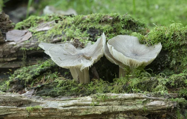 Clitocybula Platyphylla Mushrooms Growing Aspen Wood — Stockfoto