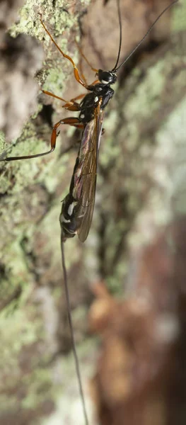 Female Giant Ichneumonid Wasp Rhyssa Fir Bark — Foto Stock