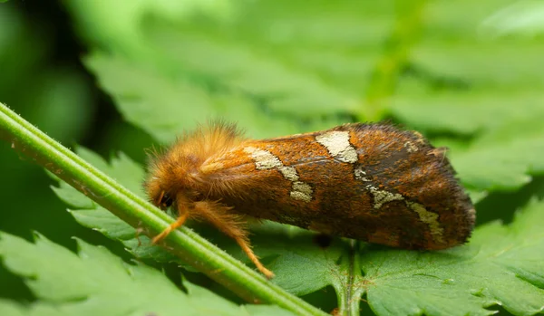 Platydracus Fulvipes Aislado Sobre Fondo Blanco Este Escarabajo Depredador — Foto de Stock