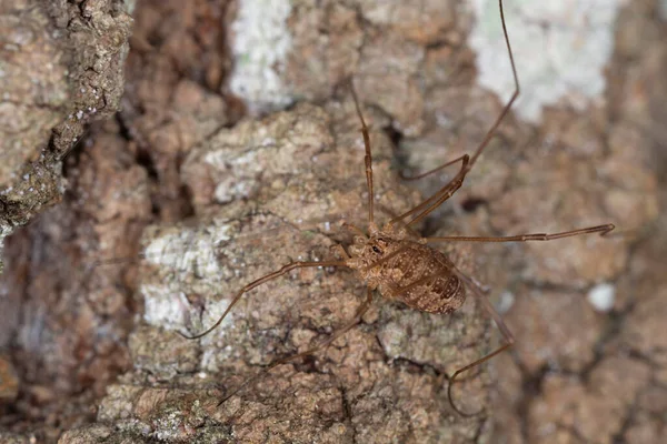 Harvestman Rilaena Triangularis Bark Macro Photo — Stockfoto