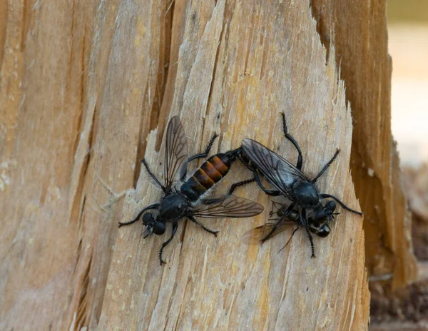 Mating Robber Flies Wood — Stock Photo, Image