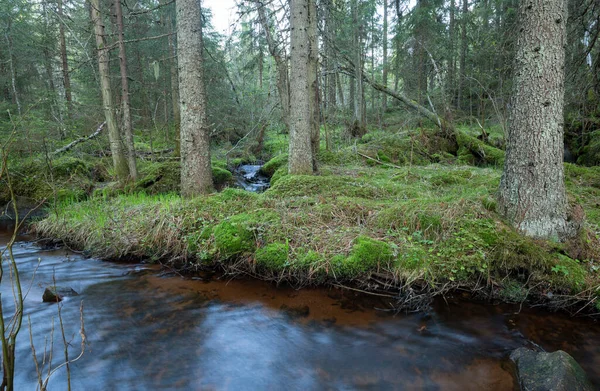 Piccolo Ruscello Foresta Naturale Fotografato Con Lunga Esposizione Posizione Una — Foto Stock