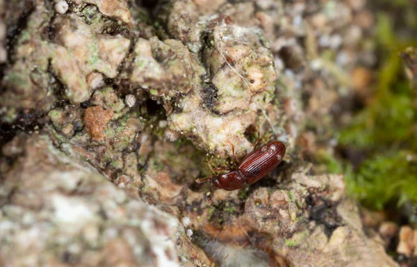 Platydracus Fulvipes Isoliert Auf Weißem Hintergrund Dieser Käfer Ist Ein — Stockfoto
