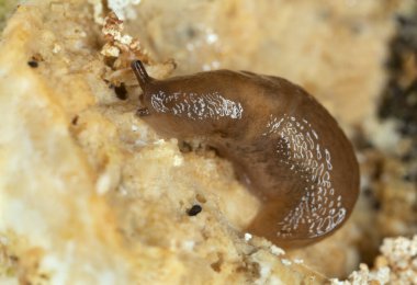 Limonlu sümüklü böcek, mantarla beslenen Malacolimax tenellus, makro fotoğraf.