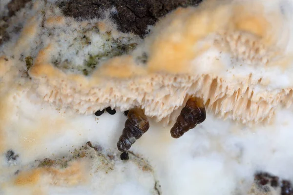 Doors Snails Clausiliidae Fungi — 스톡 사진
