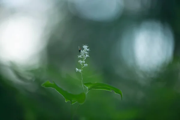 Fly False Lily Valley Maianthemum Bifolium Reflections Background — Stock Photo, Image