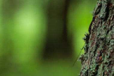 Rhyssa parazit eşek arısı köknar ağacında, orman arka planda bulanık