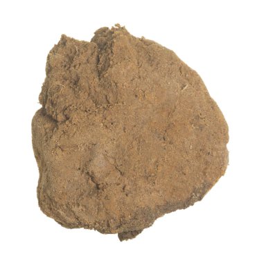 Platydracus Fulvipes beyaz arka planda izole edilmiş. Bu böcek bir yırtıcı..