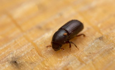 Kozalaklı ağaçta kabuk böceği, makro fotoğraf.