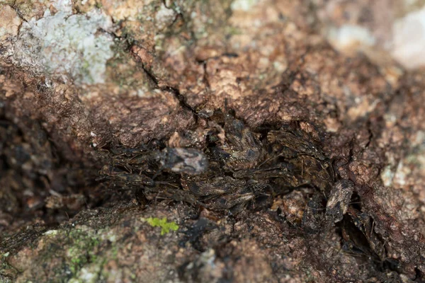 Flat Bugs Aradus Aspen Bark Horizontal Composion — Foto de Stock