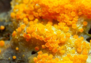 Byssonectria mantarları doğal ortamda büyüyor.