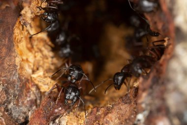 Marangoz karıncalar, kamponotus kavak ağacındaki deliği koruyor. Bu böcek, tahtanın en büyük baş belası olabilir..