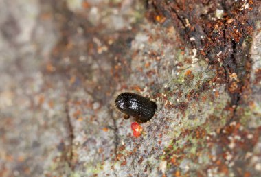 Platydracus Fulvipes beyaz arka planda izole edilmiş. Bu böcek bir yırtıcı..