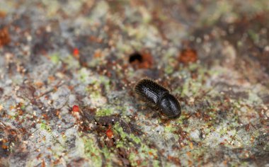 Platydracus Fulvipes beyaz arka planda izole edilmiş. Bu böcek bir yırtıcı..
