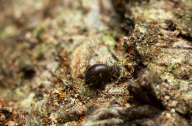 Küresel fışkırma kuyruğu, çok yakın çekim ve yüksek büyütme.