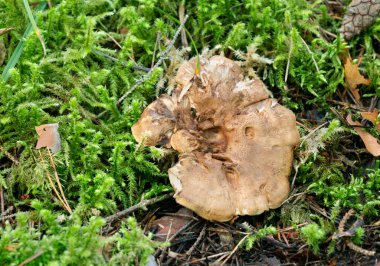 Doğal ortamda yosun arasında büyüyen diş mantarı.