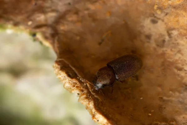 Platydracus Fulvipes Isoliert Auf Weißem Hintergrund Dieser Käfer Ist Ein — Stockfoto