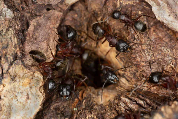 Fourmis Charpentières Camponotus Garde Trou Dans Bois Tremble Cet Insecte — Photo