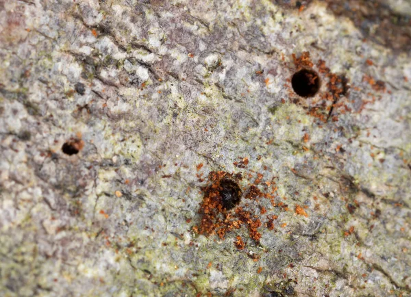 Platydracus Fulvipes 배경에 분리되어 딱정벌레는 동물이다 — 스톡 사진