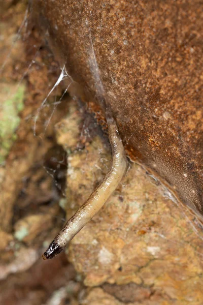 Grzybica Drapieżna Larwa Keroplatidae Poliporach — Zdjęcie stockowe