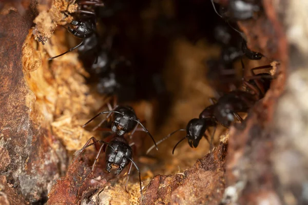 Ξυλουργικά Μυρμήγκια Camponotus Φύλαξη Τρύπα Στο Ξύλο Aspen Αυτό Έντομο Φωτογραφία Αρχείου