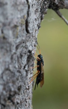 Çelik mavisi orman yaban arısı, Sirex juvencus köknar ağacına yumurta bırakıyor, bu böcek kozalaklı ağaçlara musallat olabilir..
