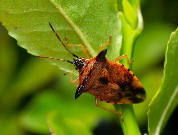 Shield Bug Elasmucha Ferrugata Blueberry Leaf Macro Photo — ストック写真