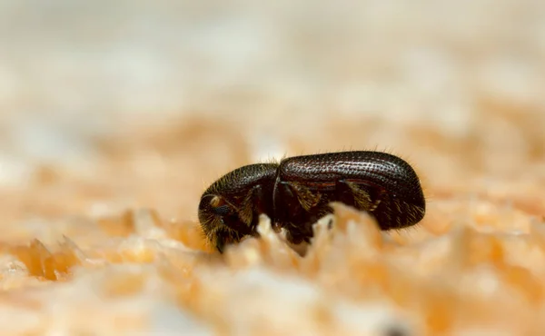 Escarabajo Corteza Sobre Madera Coníferas Macro Foto — Foto de Stock