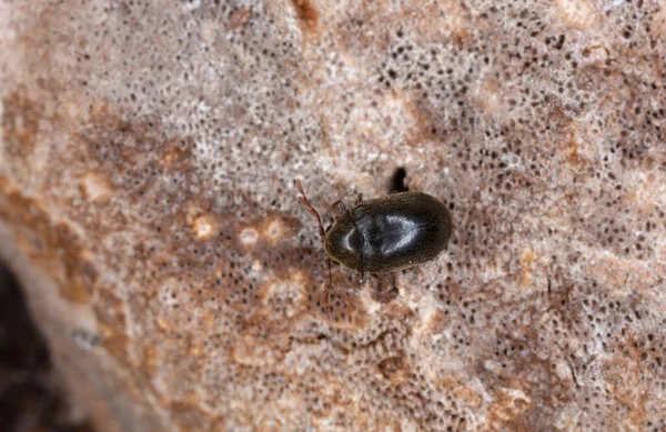 Çokgözenekli Dorcatoma dresdensis, makro fotoğraf