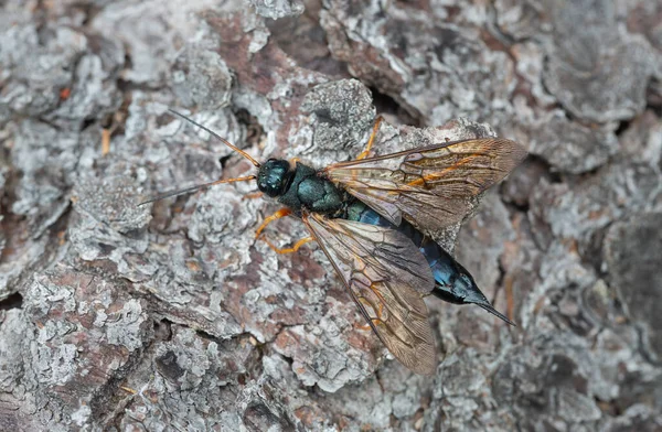 Steely Blue Wood Wasp Sirex Juvencus Fir Bark Insect Can — Stockfoto
