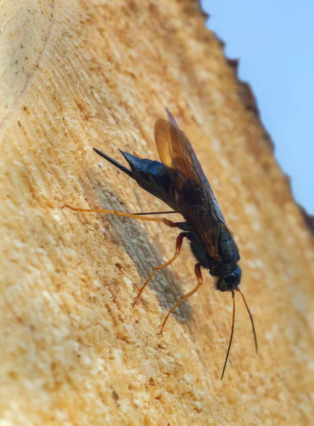 Steely Blue Wood Wasp Sirex Juvencus Laying Eggs Fir Wood — Fotografia de Stock